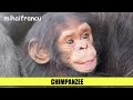 Animal Sounds For Children To Learn || BEST