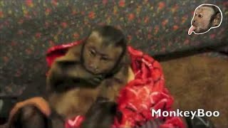 Monkey Loves Tickle Time