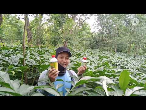 penyemprotan POC pada porang