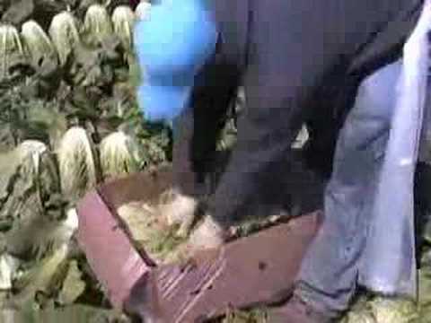 Salinas Lettuce Fields