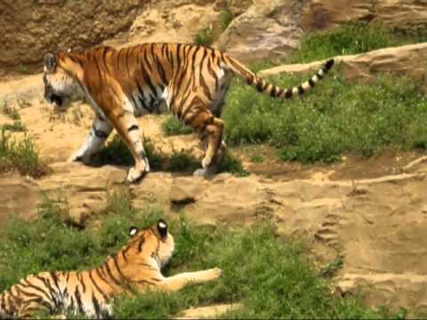 Parent-child　Tiger　in　Tama-zoo　親子の虎　多摩動物公園