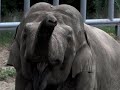 Видео Педикюр для слона.