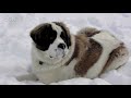 dogs at the holidays