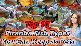 Top 10 Piranha Fish Types You Can Keep as Pets