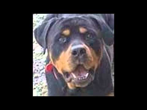 rottweiler rescue nh for the of rottweiler rescue nh rottweiler rescue nh for the of rottweiler rescue nh