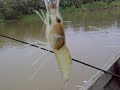 image Teknik Memancing Udang Gala 2