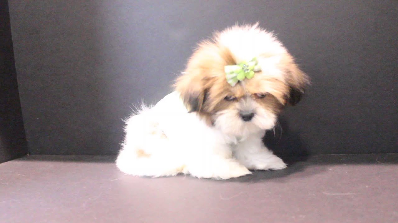puppies for sale santa barbara teacup and puppies for sale around santa barbara ca by puppyheaven puppies for sale santa barbara teacup and puppies for sale around santa barbara ca by puppyheaven