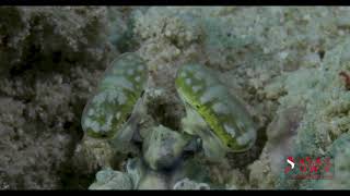 MANTIS SHRIMP