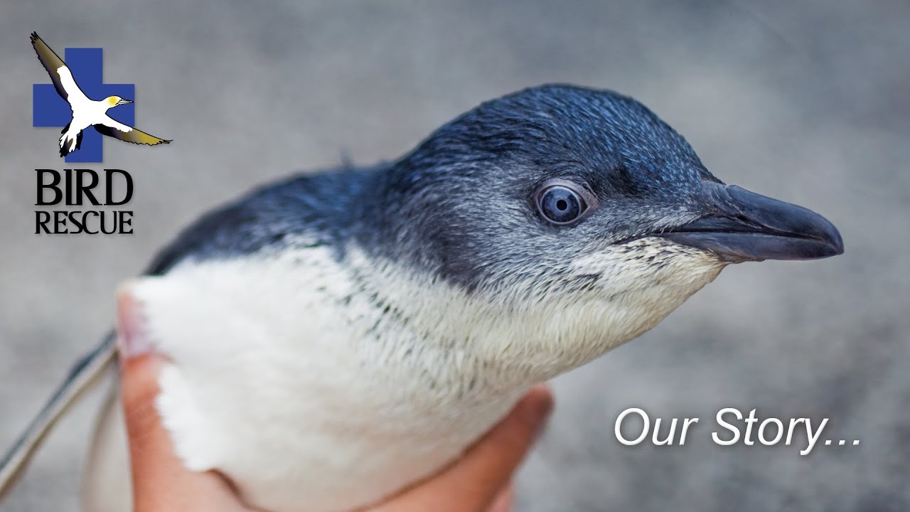 bird rescue driverlayer search engine bird rescue driverlayer search engine