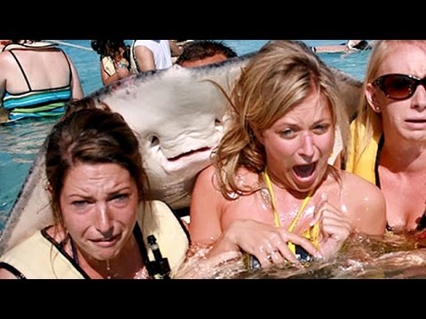1 HOUR of LAUGHTER - The funniest and best ANIMAL moments of all time - Funny animal compilation