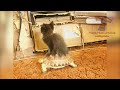 1 HOUR of LAUGHTER - The funniest and best ANIMAL moments of all time - Funny animal compilation
