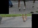 Comparison hoof touch down