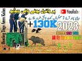 Dog Hunting | soor ka shikar | Amra kalan | boar hunting for life | shikar in pakistan