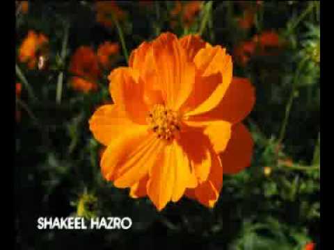 Ali Dam Dam De Andar Full Qawali HD...