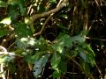 Common Iora near Kulgi nature camp - Dandeli WLS