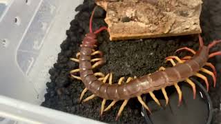 Scolopendra Dehaani Laos Giant