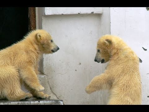 おなかすいたよぉ！（円山動物園 ホッキョクグマ イコロ＆キロル）