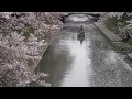 松川辺りの桜