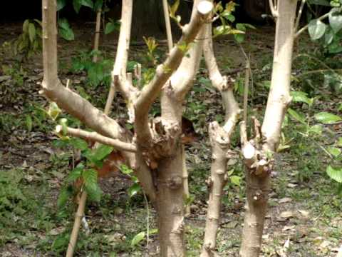 王子動物園シタツンガの赤ちゃん（2010年4月17日生まれ）