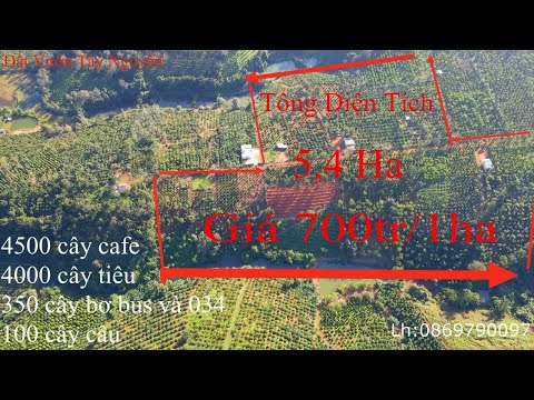 Bán đất 5,4 ha đất đỏ bazan 4500 cafe 4000 tiêu giá 700tr1/ha-Đất Vườn Tây Nguyên