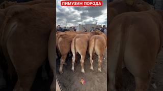 Хоразмурганч Ғойбу Молбозори 19-Май 2024.Г