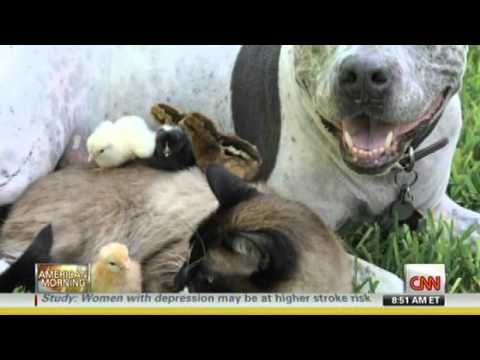 Unlikely Animal Friendships Jennifer Holland National Geographic