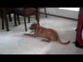 Captain..the 6 month old Black Mouth Cur puppy playing