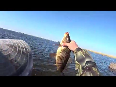 ловля карпа в краснодарском крае видео 2016 ловля карпа в краснодарском крае видео 2016