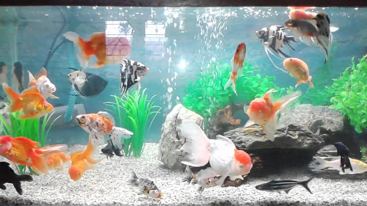 Aquarium Ikan Koki 2 - YouTube