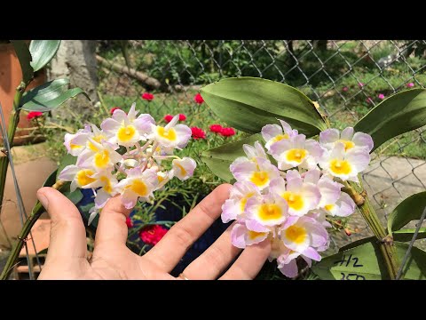 Xuất vài giò kiều Tím Yên Bái (29/7/2020)