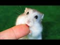 Funny Hamsters Videos Compilation  Funny and Cute Moment of the Animals @cutehamster68