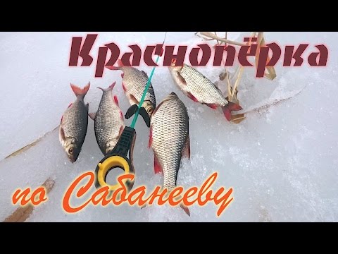 диалоги о рыбалке видео красноперка диалоги о рыбалке видео красноперка
