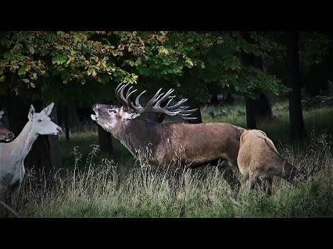 Berrea del Ciervo - Berrea en Centroeuropa I/ rutting hart - Rut in Central europe 1