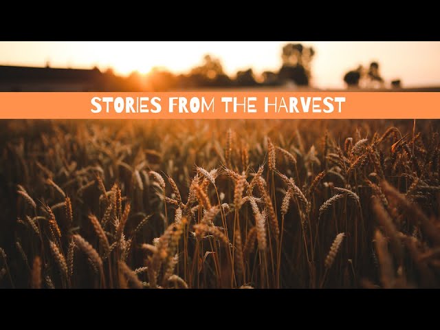 Stories From the Harvest