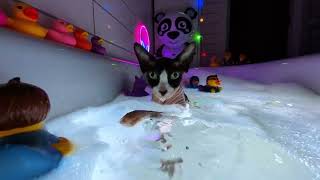 The Cat Who Conquered The Bathtub A Splashing Adventure Asmr