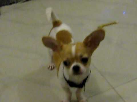 funny voices. puppy talks) funny voices