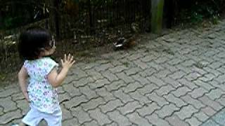 Emma Chasing The Ducks - Springbank Park 28 July 2009