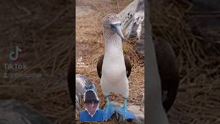 The Most Ridiculous Bird Names