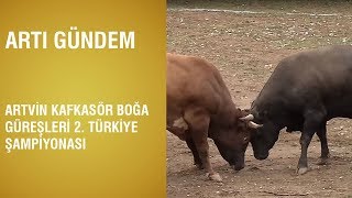 Artvin Kafkasör Boğa Güreşleri 2. Türkiye Şampiyonası