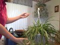 How to Grow Variegated Milky Way Spider Plant  - An Easy Houseplant