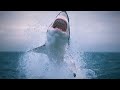 5 Most Mysterious & Unexplained Sea Creatures