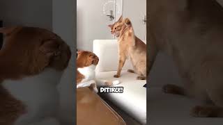 Jika Melihat Ulat Bulu, Jangan Disentuh