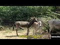 Female and male Donkeys and Donkey enjoy karte hue