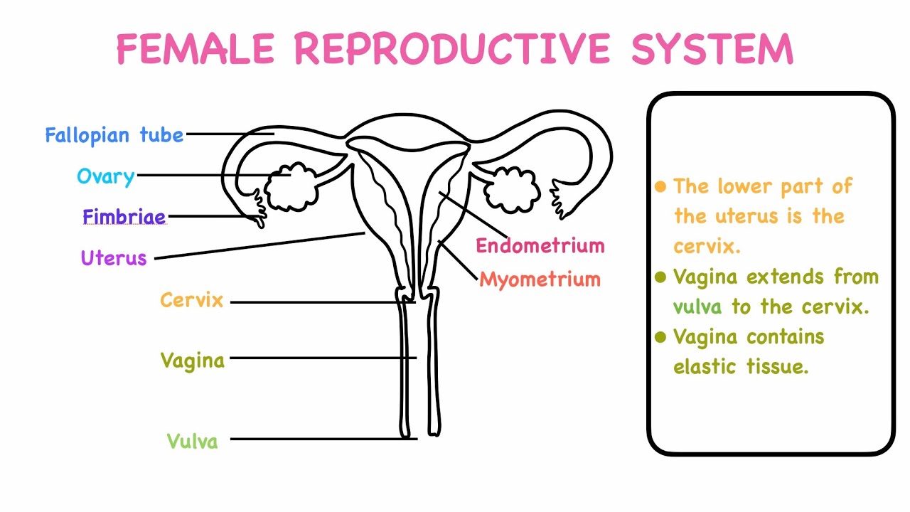 If Human Reproductive Roles Were Ever To Reverse Cartoon Animation