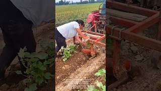 Ingenious Farming Woman Plants Saplings With Tractor Aid