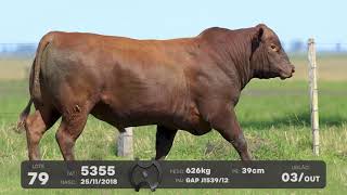 LOTE 79 - TOUROS BRANGUS - LEILÃO SÃO BIBIANO 2021