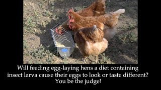 Taste Testing Eggs Laid By Chickens Fed Black Soldier Fly Larva