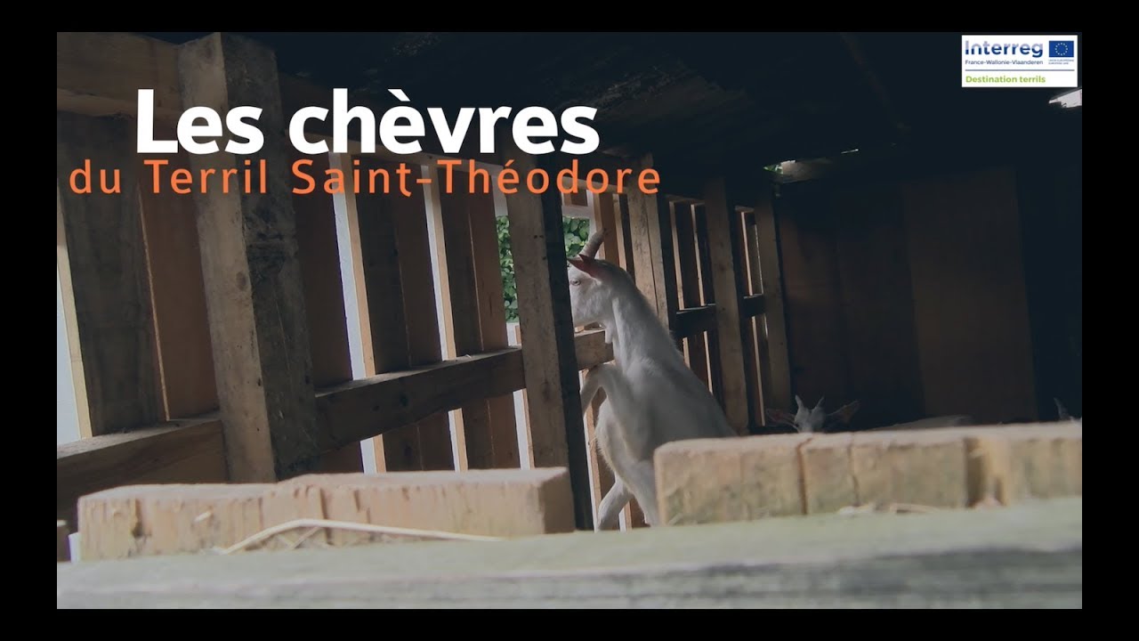 Destination terrils : les chèvres du terril Saint-Théodore