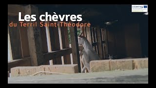 Destination terrils : les chèvres du terril Saint-Théodore