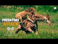 Predators Attack - हिन्दी डॉक्यूमेंट्री | Wildlife documentary in Hindi